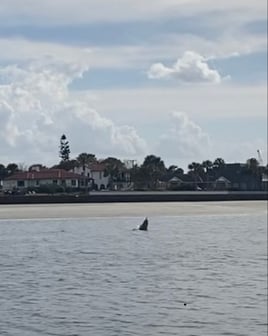 Dolphin Tours