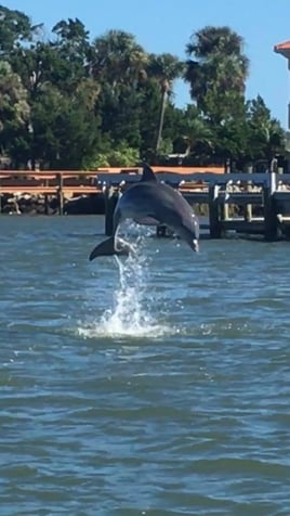 Dolphin Tours