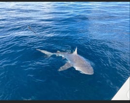 Dolphin Tours