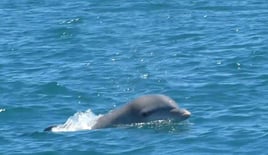 Dolphin Tours