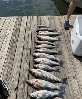 Stripe Bass fishing Trip