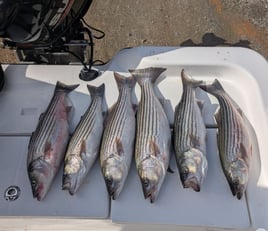 Stripe Bass fishing Trip