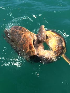 Sunset Tours in Sarasota