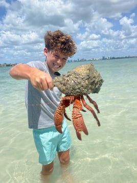 Dolphin Watching Sandbar Sarasota
