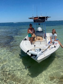 Dolphin Watching Sandbar Sarasota