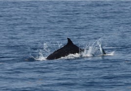 Sport Fishing Trips
