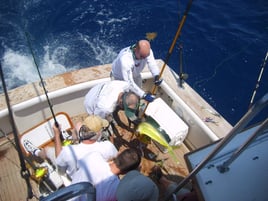 Sport Fishing Trips