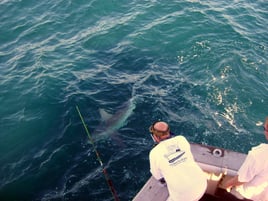 Sport Fishing Trips