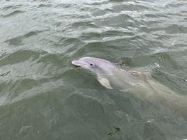 Deluxe Dolphin Experience