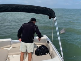 Deluxe Dolphin Experience