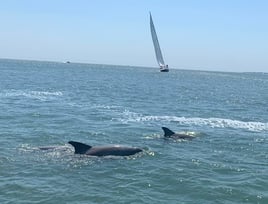 Deluxe Dolphin Experience