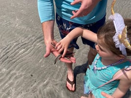 Island Exploration and Shelling