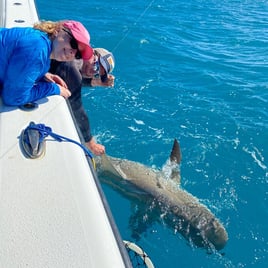 Shark Fishing Key West