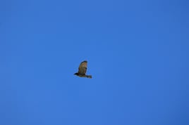 Key West Birding Tour