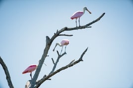 Key West Birding Tour