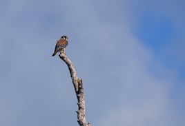 Key West Birding Tour