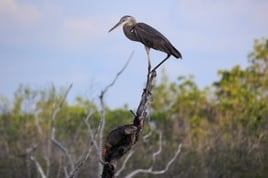Key West Birding Tour