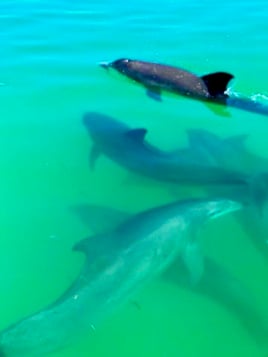 Dolphin Tour Key West