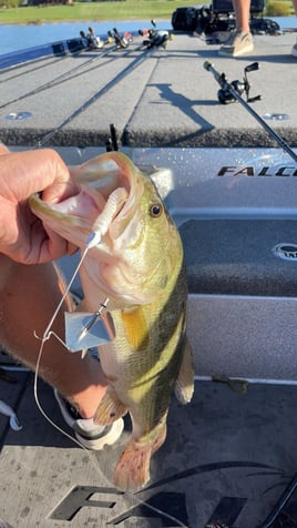 Half of Full day Bass or Crappie