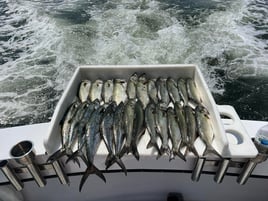 6 Hour Inshore Trip