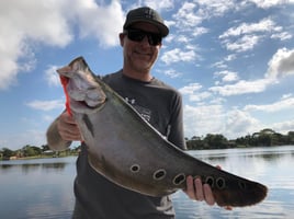 Everglades Clown Knifefish Trips