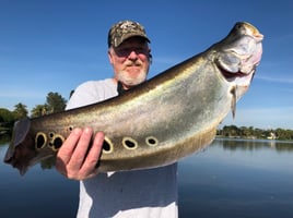 Everglades Clown Knifefish Trips