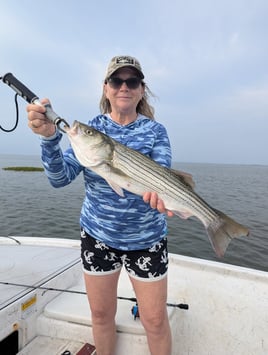 5 Hour Striped Bass In-Shore Trip