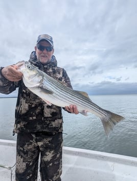 5 Hour Striped Bass In-Shore Trip