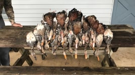Texas marsh and bay duck hunting 