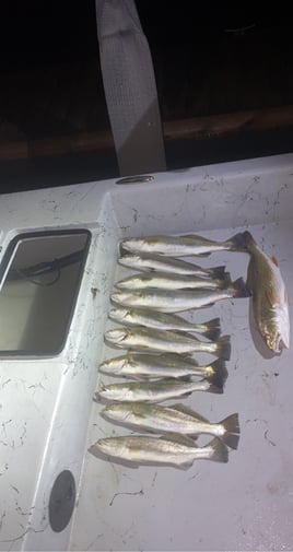 Texas bay and back lake fishing 