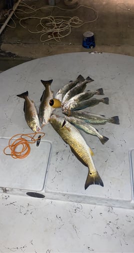 Texas bay and back lake fishing 