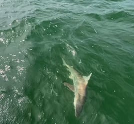 5 Hour Shark Fishing