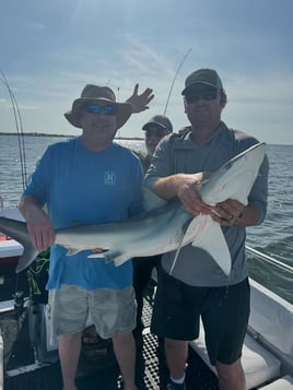 Shark Fishing