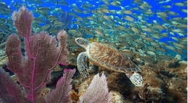 3 Hr. Snorkeling Trip