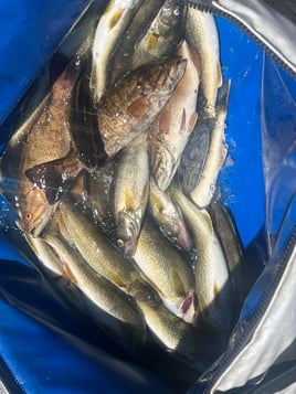 Full Day Trip Columbia River