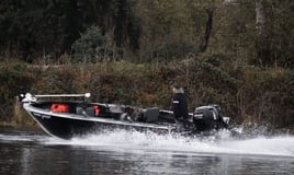 Snohomish River Pink Salmon