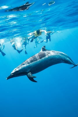Swim with Wild Dolphins