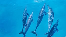 Swim with Wild Dolphins