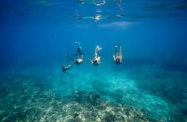 Swim with Wild Dolphins