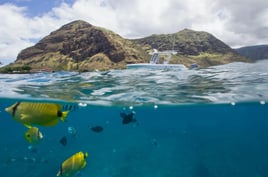 Swim with Wild Dolphins