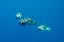 Swim with Wild Dolphins