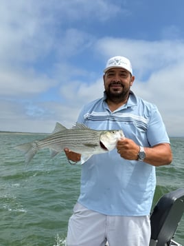 4 Hour Striper-White Bass-Hybrid 