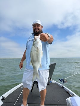 4 Hour Striper-White Bass-Hybrid 