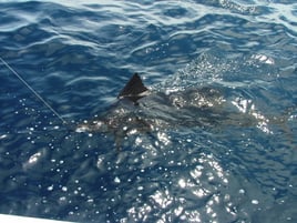 BIG GAME FISHING IN MAZATLAN, MEX