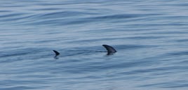 BIG GAME FISHING IN MAZATLAN, MEX