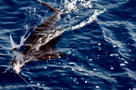 BIG GAME FISHING IN MAZATLAN, MEX