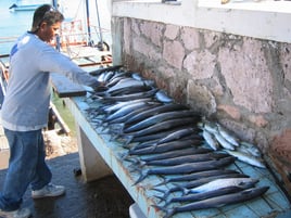 INSHORE FISHING IN MAZATLAN, MEXICO