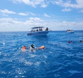 Cancún Whale Shark Tour