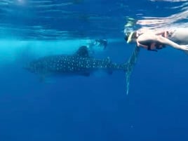 Cancún Whale Shark Tour