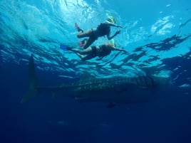 Cancún Whale Shark Tour